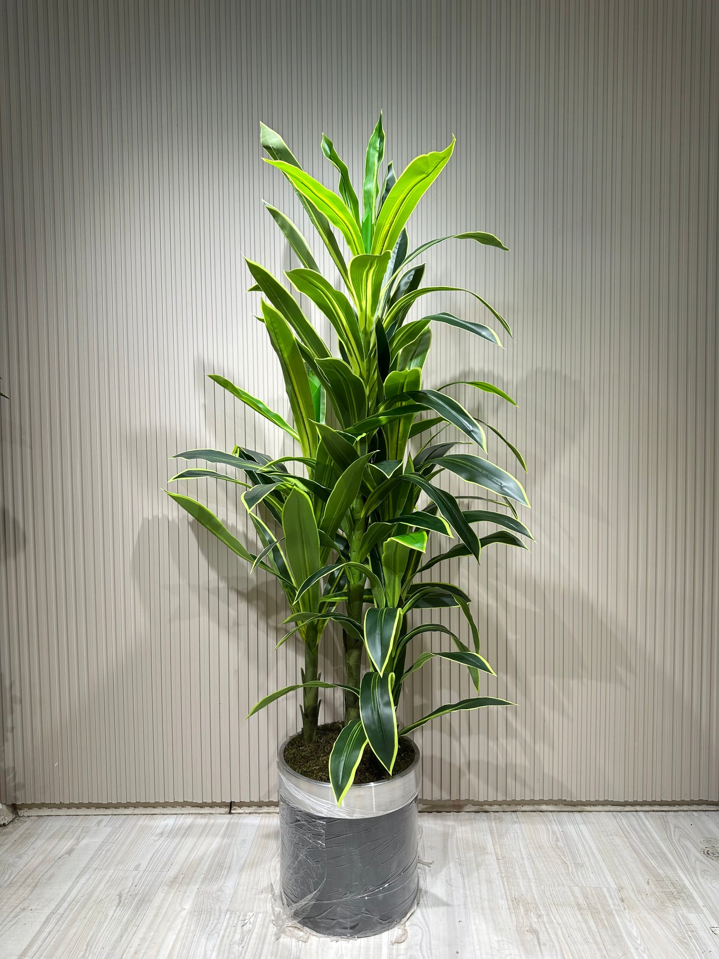 180 cm Yapay 3 Köklü Dracaena Ağaç | Gri Seramik Saksıda Gerçek Görünümlü Tropik Bitki 🌿