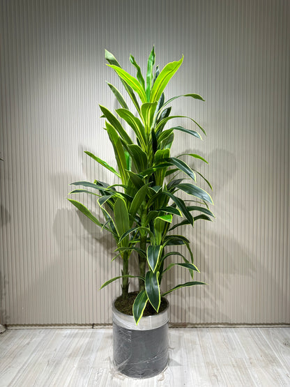 180 cm Yapay 3 Köklü Dracaena Ağaç | Gri Seramik Saksıda Gerçek Görünümlü Tropik Bitki 🌿