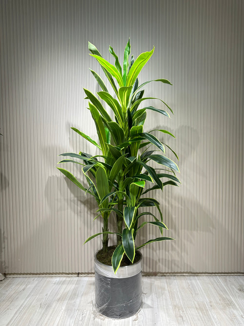 180 cm Yapay 3 Köklü Dracaena Ağaç | Gri Seramik Saksıda Gerçek Görünümlü Tropik Bitki 🌿