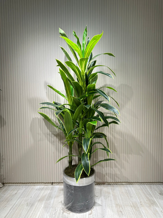 180 cm Yapay 3 Köklü Dracaena Ağaç | Gri Seramik Saksıda Gerçek Görünümlü Tropik Bitki 🌿