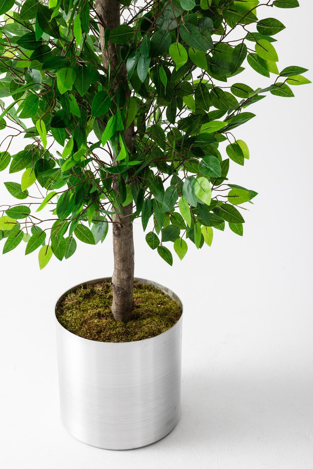 Yapay Benjamin Ağacı 180 cm – Gerçek Görünümlü İthal Dekoratif Ağaç | Premium Saksılı Model