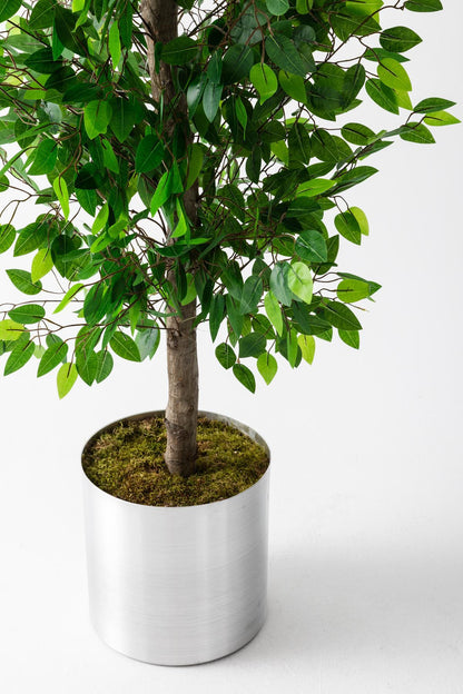 Yapay Benjamin Ağacı 180 cm – Gerçek Görünümlü İthal Dekoratif Ağaç | Premium Saksılı Model