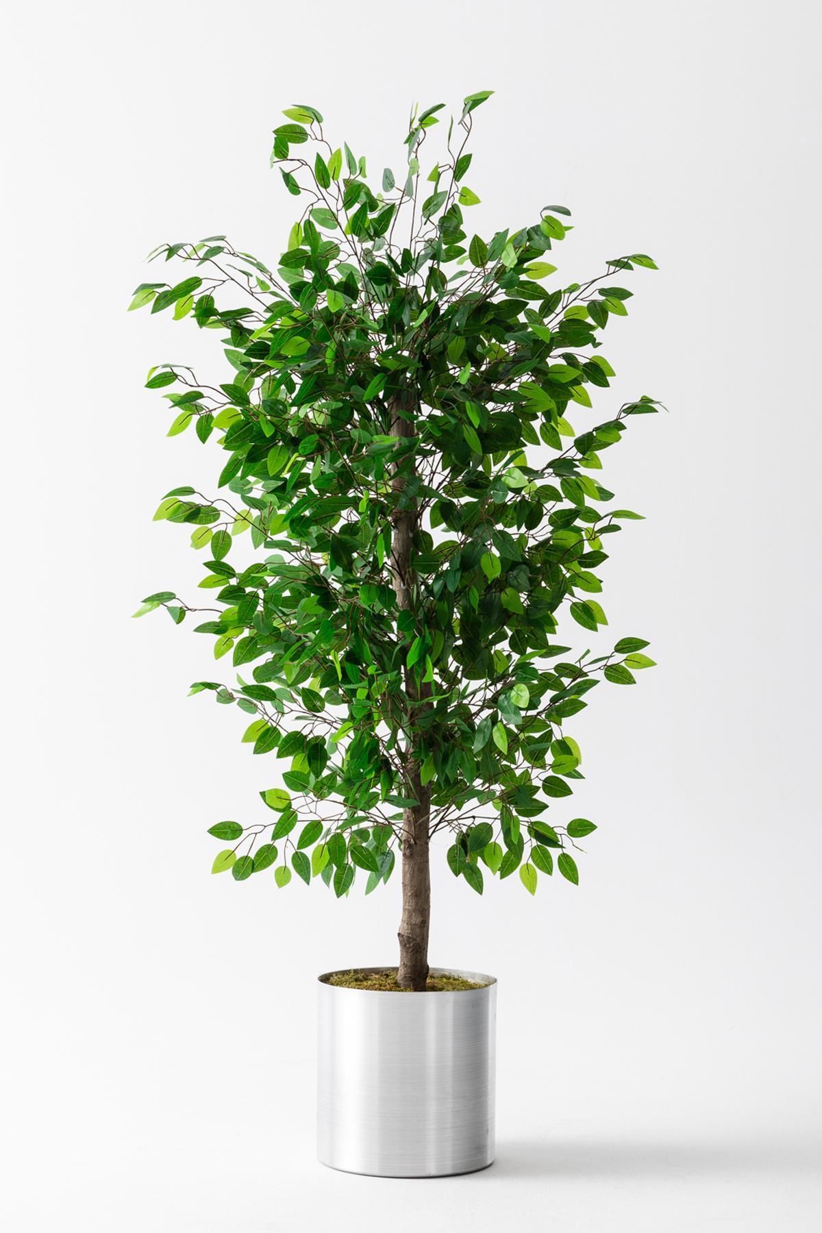 Yapay Benjamin Ağacı 180 cm – Gerçek Görünümlü İthal Dekoratif Ağaç | Premium Saksılı Model