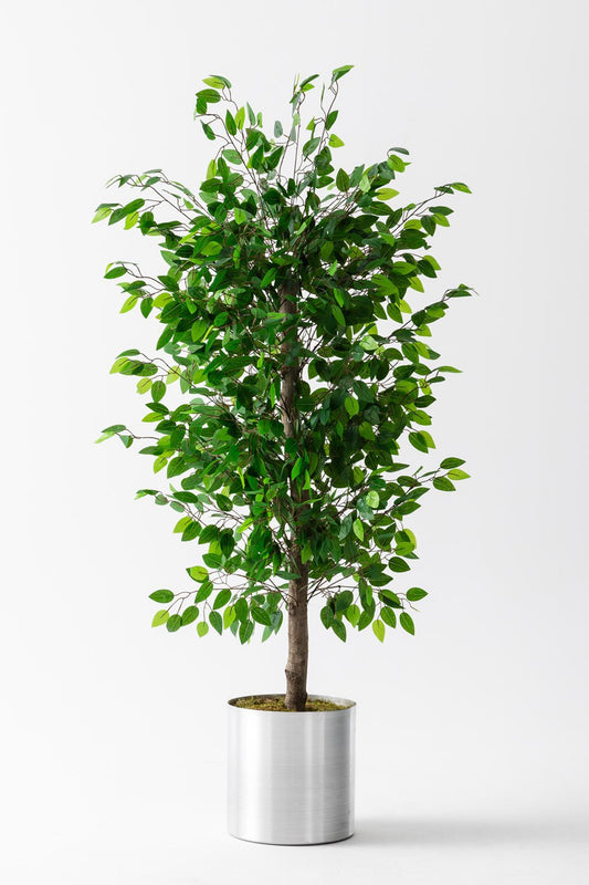 Yapay Benjamin Ağacı 180 cm – Gerçek Görünümlü İthal Dekoratif Ağaç | Premium Saksılı Model