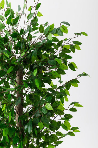 Yapay Benjamin Ağacı 180 cm – Gerçek Görünümlü İthal Dekoratif Ağaç | Premium Saksılı Model