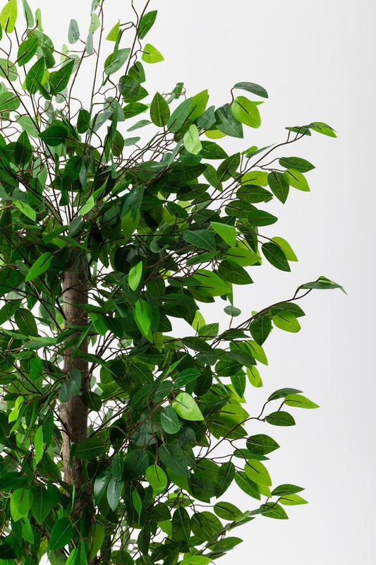 Yapay Benjamin Ağacı 180 cm – Gerçek Görünümlü İthal Dekoratif Ağaç | Premium Saksılı Model