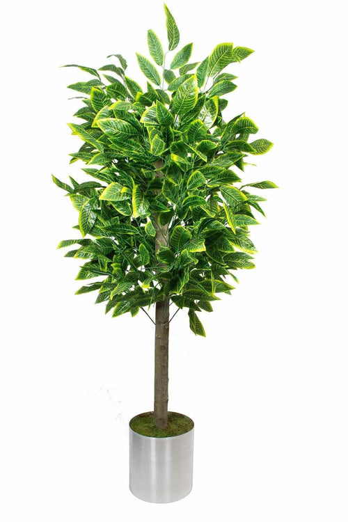 Yapay Ceviz Ağacı 180 cm – Gerçek Görünümlü İthal Dekoratif Ağaç | Premium Saksılı Model