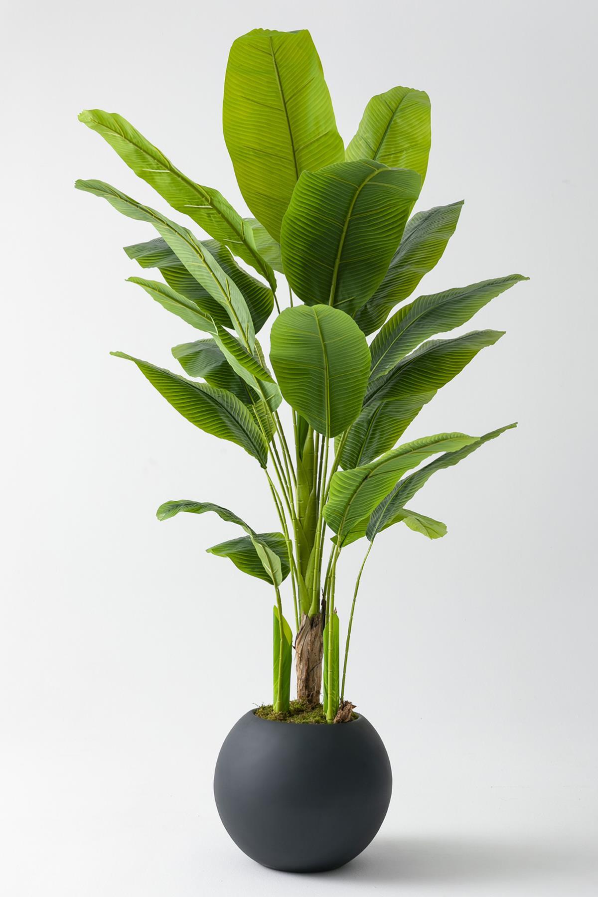 Yapay Muz Ağacı 180 cm – Gerçek Görünümlü Tropikal Dekoratif Ağaç | Premium Saksılı Model