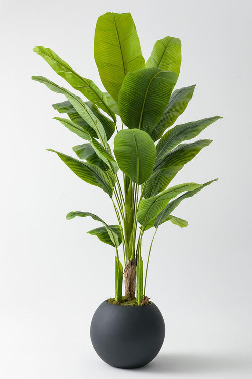 Yapay Muz Ağacı 180 cm – Gerçek Görünümlü Tropikal Dekoratif Ağaç | Premium Saksılı Model